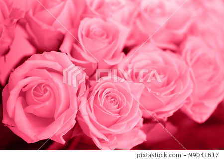 A huge bouquet of roses of the Avalanche Peach variety, toned in pink A huge bouquet of roses of the Avalanche Peach variety, toned in pink 99031617