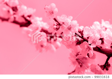 Apricot in spring, toned in pink Apricot in spring, toned in pink 99031618