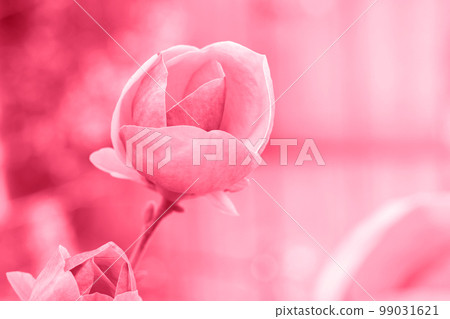 Beautiful magnolia in the garden, toned in pink Beautiful magnolia in the garden, toned in pink 99031621