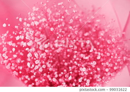 beautiful bouquet of flowers of Gypsophila, toned in pink beautiful bouquet of flowers of Gypsophila, toned in pink 99031622