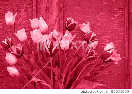 tulips on the old background, toned in pink tulips on the old background, toned in pink 99031629