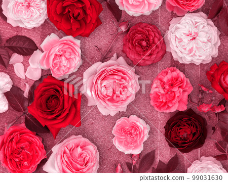 many roses, toned in pink many roses, toned in pink 99031630