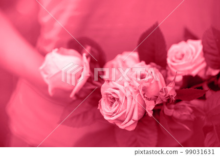 Bouquet of delicate pink roses, toned in pink Bouquet of delicate pink roses, toned in pink 99031631