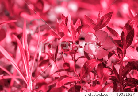 vinca in the spring park, toned in pink vinca in the spring park, toned in pink 99031637