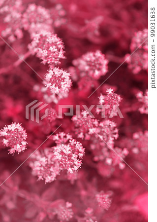 Spring flowering of thyme, toned in pink Spring flowering of thyme, toned in pink 99031638