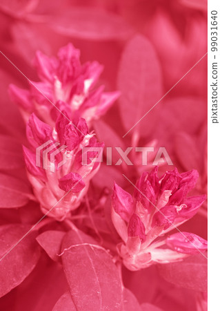 pink rhododendron in the garden, toned in pink pink rhododendron in the garden, toned in pink 99031640