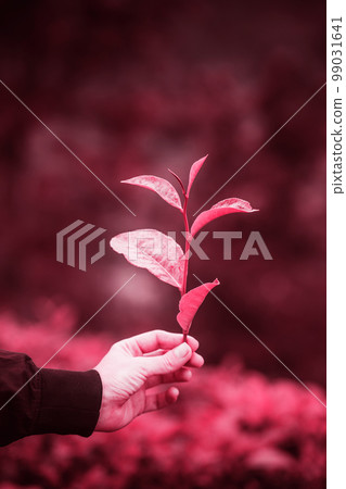 hand holds a branch with leaves, toned in pink hand holds a branch with leaves, toned in pink 99031641