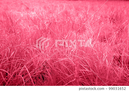 Spring grass in the morning, toned in pink Spring grass in the morning, toned in pink 99031652