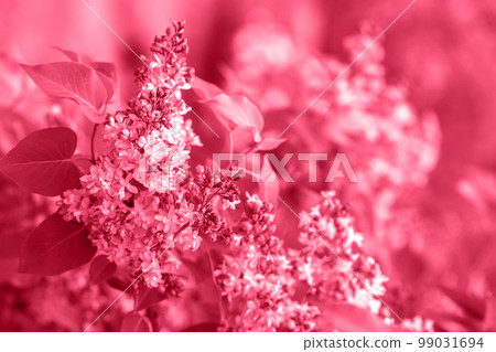 branch of lilac, toned in pink branch of lilac, toned in pink 99031694