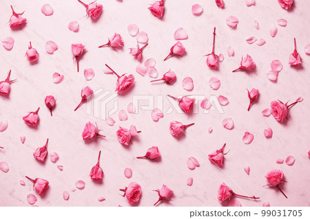 pink roses on a white background, toned in pink pink roses on a white background, toned in pink 99031705