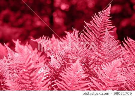 fern in the sunlight, toned in pink fern in the sunlight, toned in pink 99031709