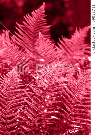 floral fern background, toned in pink floral fern background, toned in pink 99031711