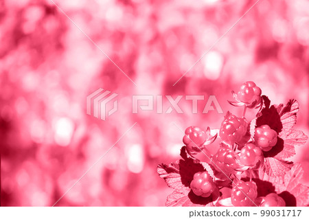 Berries of juicy ripe cloudberries Berries of juicy ripe cloudberries 99031717