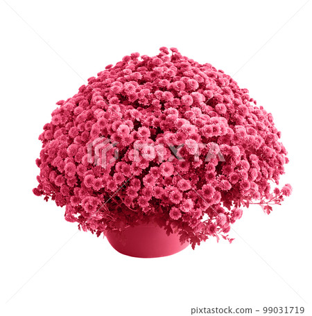Chrysanthemum, toned in pink 99031719