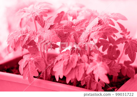 Young tomato, toned in pink Young tomato, toned in pink 99031722