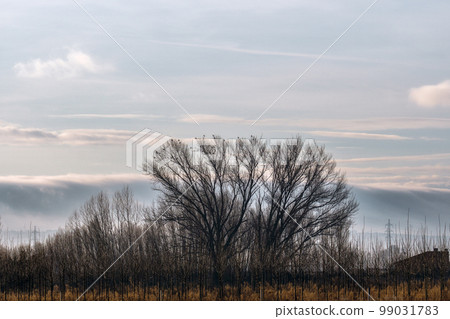 Beautiful winter scenery of foggy farmland at early morning at sunrise. Grassland with trees in the foreground 99031783
