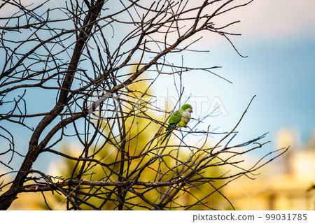 Monk parakeet also known as the Quaker parrot Monk parakeet also known as the Quaker parrot 99031785