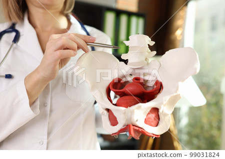Gynecologist points with pen to location of pelvis with muscles. Gynecologist points with pen to location of pelvis with muscles. 99031824
