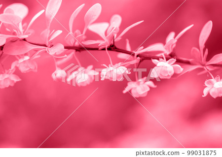Sprig of flowering Berberis, toned in pink Sprig of flowering Berberis, toned in pink 99031875