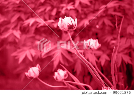 Spring flowering tulip bicolor, toned in pink Spring flowering tulip bicolor, toned in pink 99031876