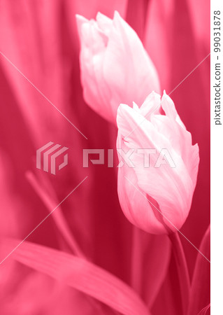 White carved tulip, toned in pink White carved tulip, toned in pink 99031878