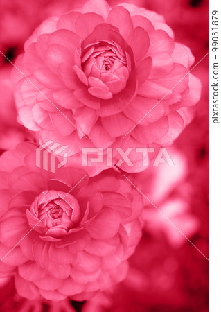pink terry ranunculus garden, toned in pink pink terry ranunculus garden, toned in pink 99031879