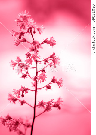 Beautiful flowering Heuchera, toned in pink Beautiful flowering Heuchera, toned in pink 99031880
