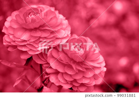 pink ranunculus garden, toned in pink pink ranunculus garden, toned in pink 99031881
