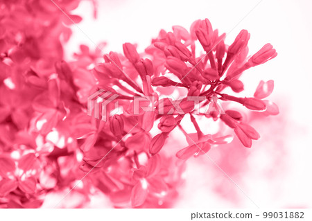 Beautiful spring bloom lilac, toned in pink Beautiful spring bloom lilac, toned in pink 99031882