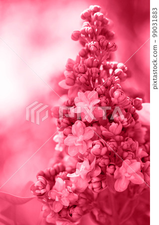 terry lilac, toned in pink terry lilac, toned in pink 99031883
