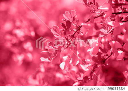 Berberis in the garden, toned in pink Berberis in the garden, toned in pink 99031884