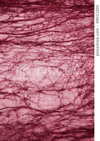 twigs on a brick wall, toned in pink twigs on a brick wall, toned in pink 99031885