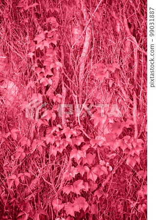 spring ivy on the wall, toned in pink spring ivy on the wall, toned in pink 99031887