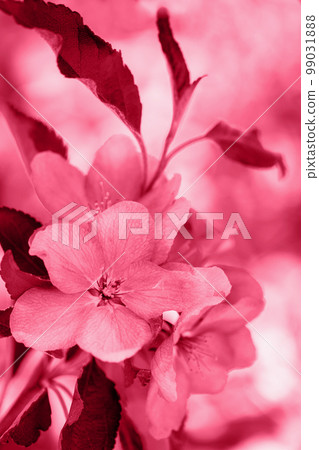 pink flowers of apple, toned in pink pink flowers of apple, toned in pink 99031888