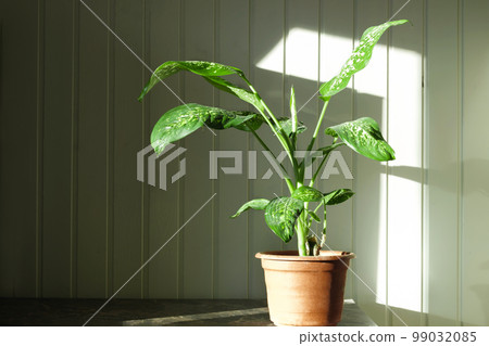 Dumb Cane, Dieffenbachia houseplant, on a rustic wall with free space for text. flower pot stands on a wooden background. Scandinavian style interior Dumb Cane, Dieffenbachia houseplant, on a rustic wall with free space for text. flower pot stands on a wooden background. Scandinavian style interior 99032085