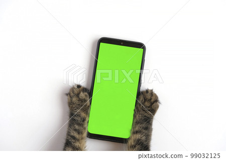 Cat paw touching, clicking, tapping and swiping phone with chromakey screen. Feline Paw typing smartphone with green background. Close-up. Chroma key vertical mock up for advertising. Cat using phone 99032125