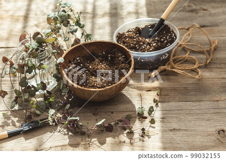 Rooted String of Hearts plant planting in coconut 99032155