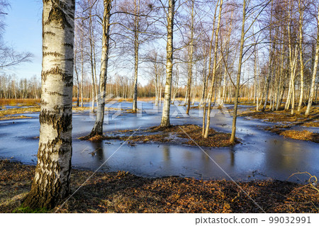 Beautiful early spring landscape with white birch trunks in ice-covered flood water 99032991