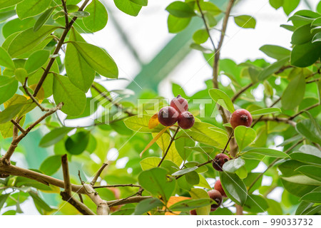 Terihabanjiro，草莓番石榴果實開始成熟 99033732