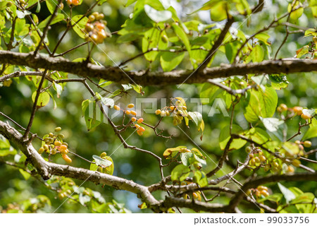 Sanshuyu fruit that has begun to ripen Sanshuyu fruit that has begun to ripen 99033756