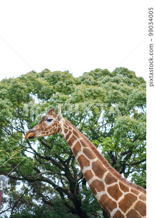 網紋長頸鹿 99034005