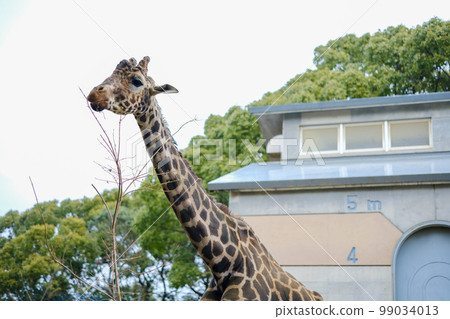 Reticulated giraffe Reticulated giraffe 99034013