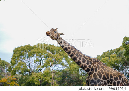 Reticulated giraffe Reticulated giraffe 99034014