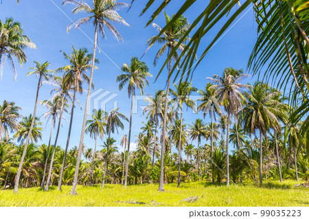 Tall palm trees on a wild Thailand island Tall palm trees on a wild Thailand island 99035223