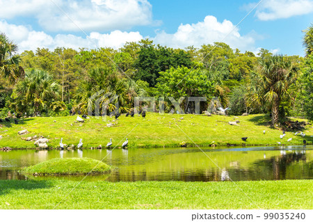 Lake with many birds in the summer park Lake with many birds in the summer park 99035240