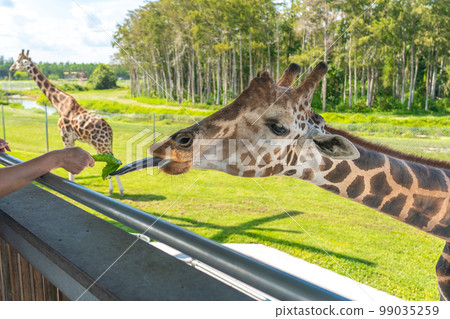 Zoo visitors feeding a giraffe from raised platform 99035259