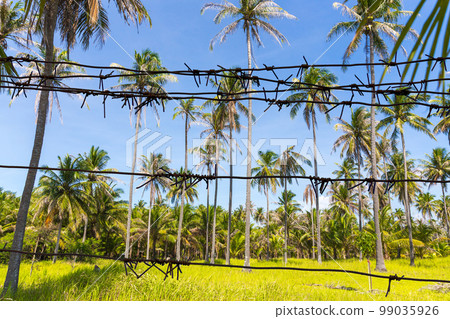 Fence with barbed wire and Beautiful Palm trees on blue sky background Fence with barbed wire and Beautiful Palm trees on blue sky background 99035926