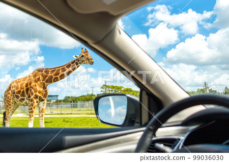 View from car on Giraffe in drive through safari zoo View from car on Giraffe in drive through safari zoo 99036030