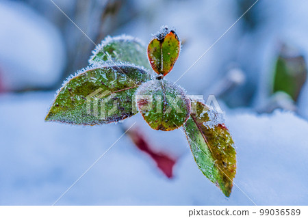 京都2023年冬季大雪樹籬落葉 京都2023年冬季大雪樹籬落葉 99036589