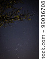plum tree and starry sky 99036708